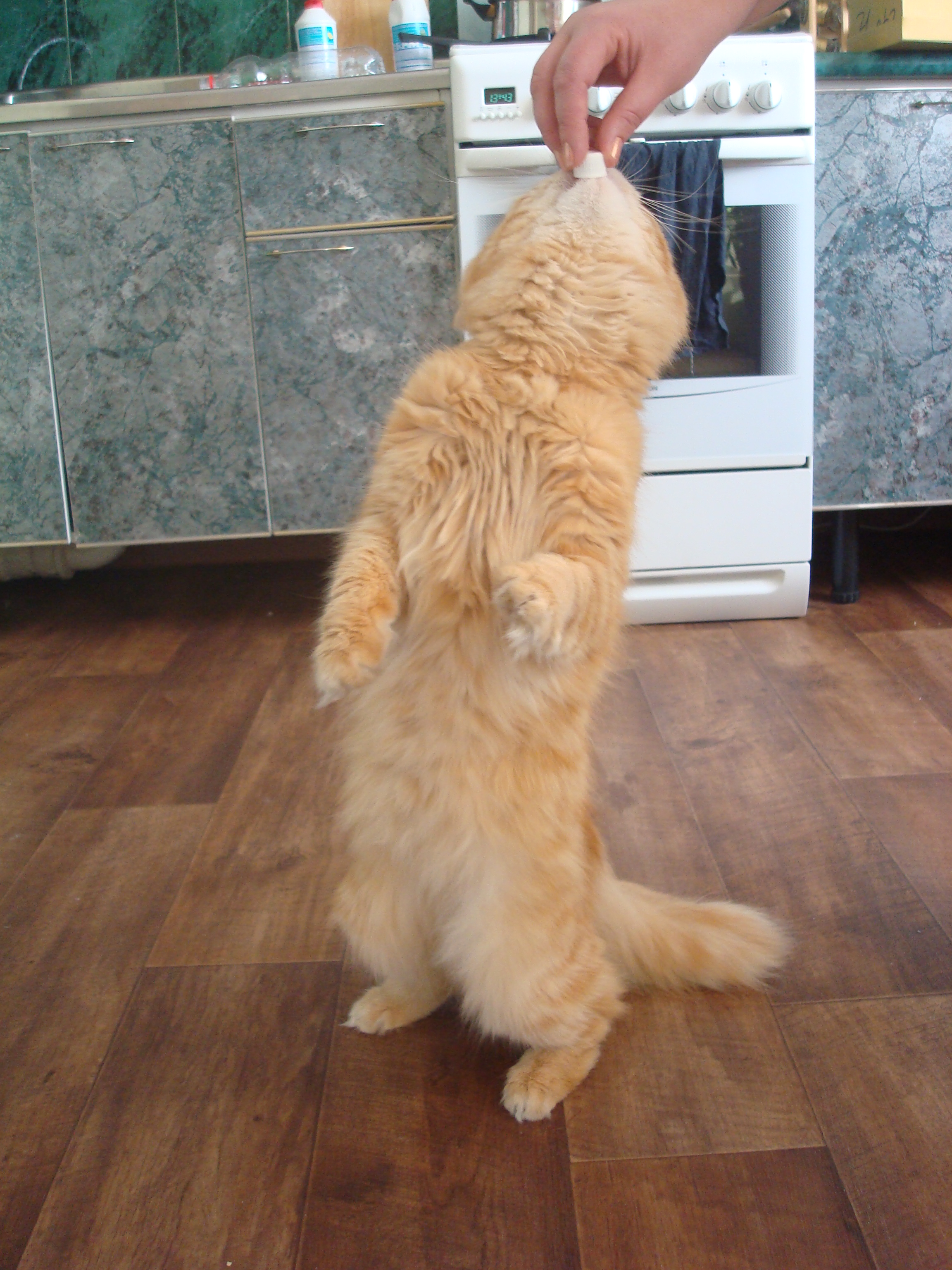 ради Валерьянки, спляшу