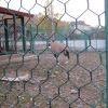 42 Пугливая газель 42 Пугливая газель