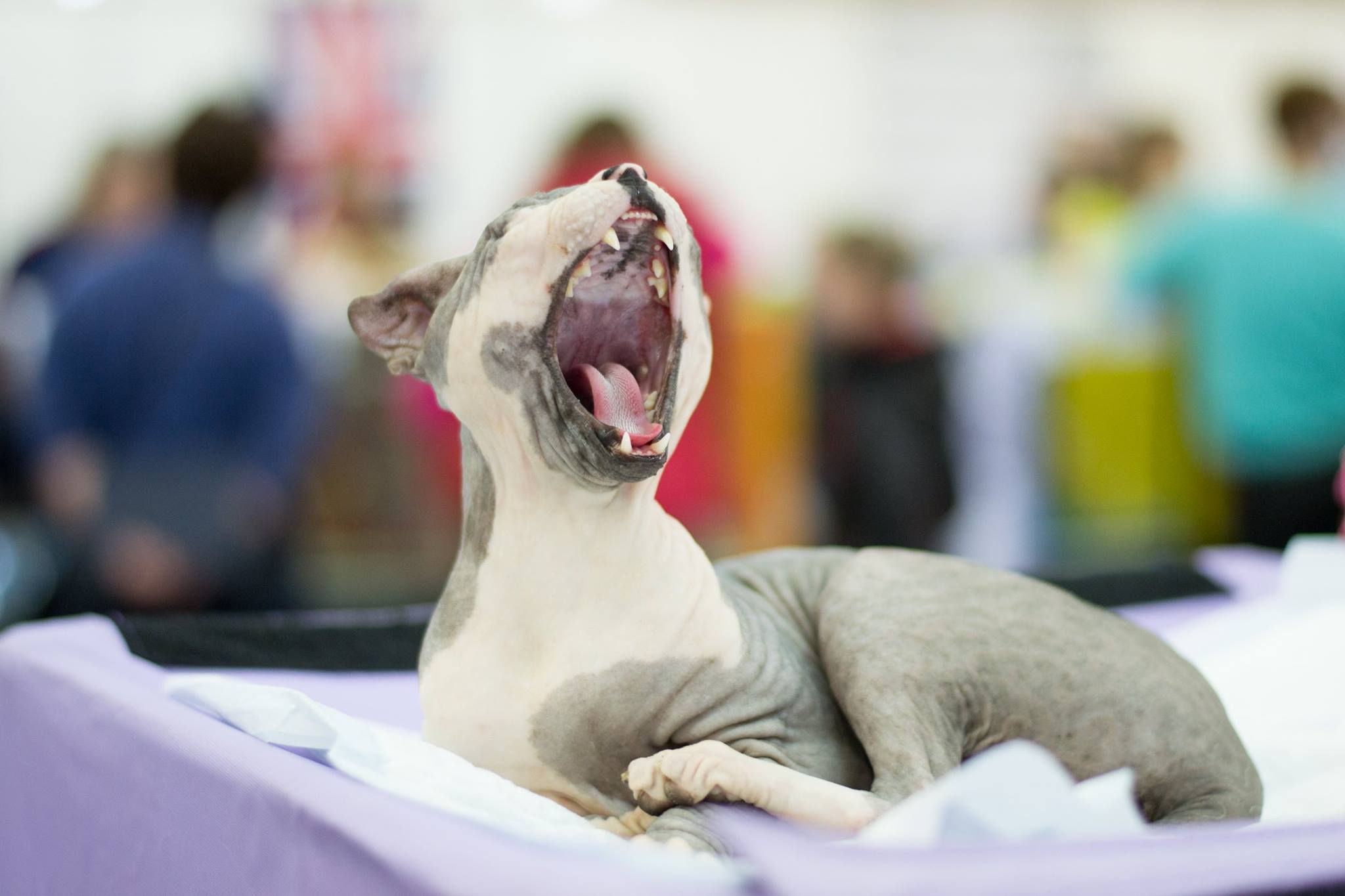 У Всемила даже нланды прекрасны