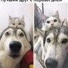 Лучший друг