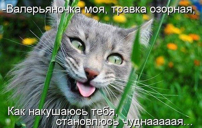 Травка озорная