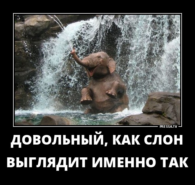 Довольный, как слон