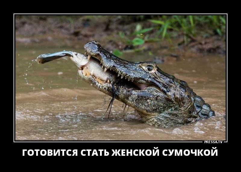 Женская сумочка