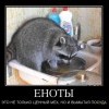 Енот-полоскун Енот-полоскун