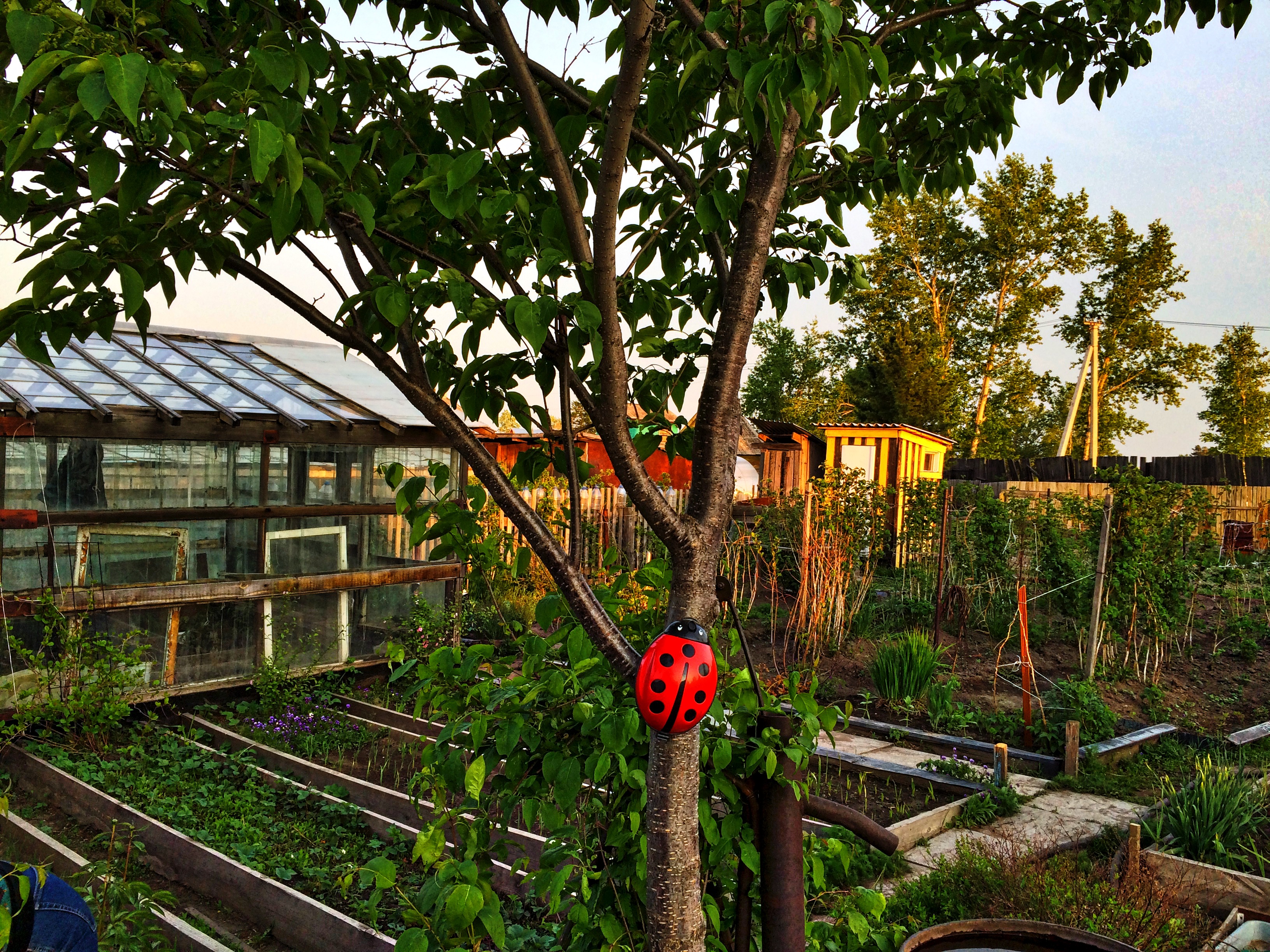 Божия коровка атакуэ амурскую сирень.