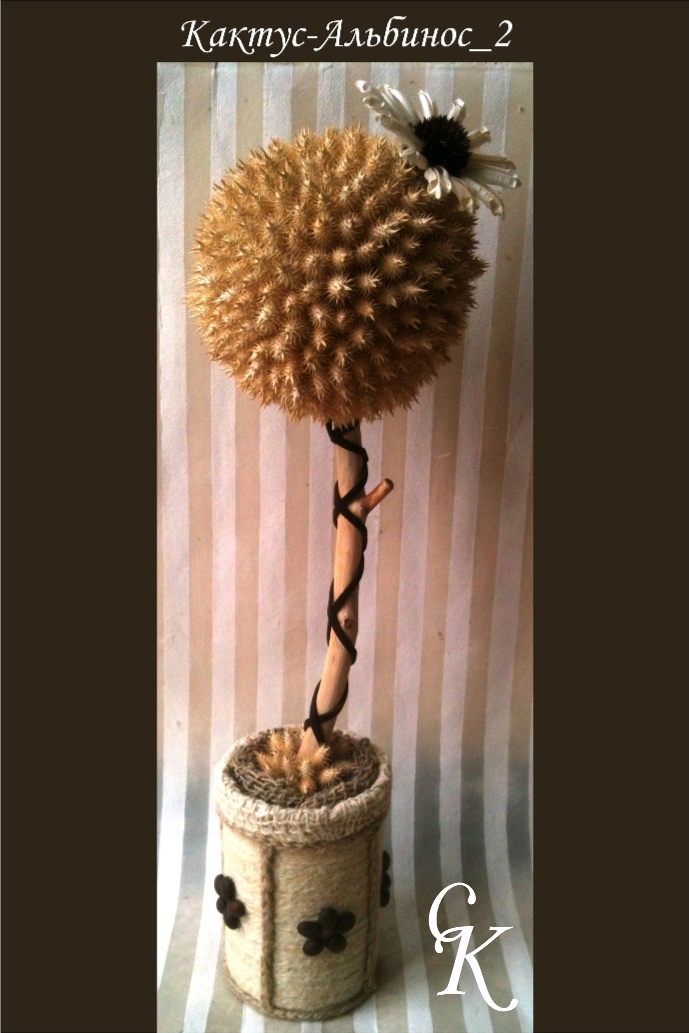 Кактус 2