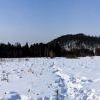 Лукоморье 