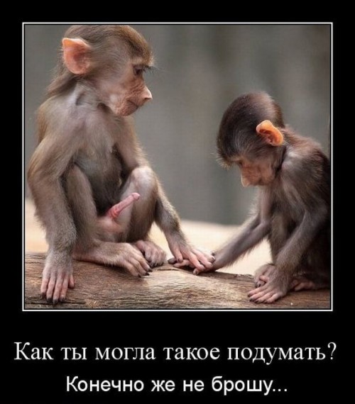 Любовь по Обезьяни...