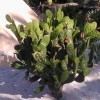 кактус кактус