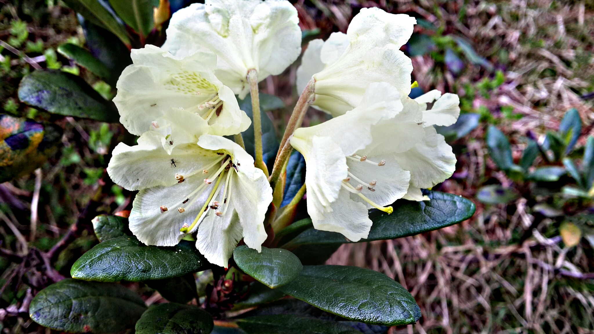 цветочек июньский хамар-дабанский 