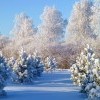 Зима Зима