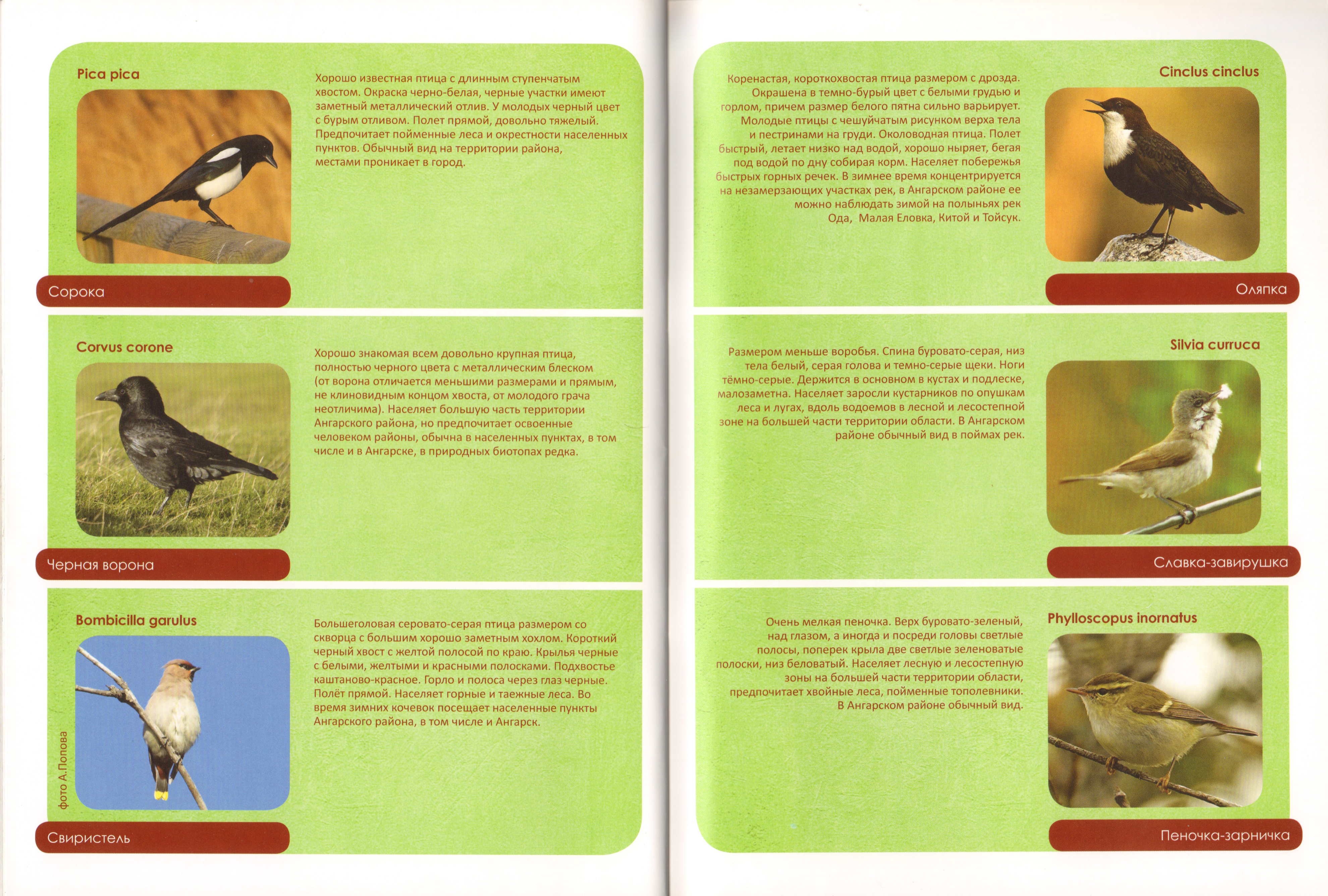 Животный мир Ангарского района 16