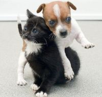 ДРУЖБА КРЕПКАЯ НЕ СЛОМАЕТСЯ... ДРУЖБА КРЕПКАЯ НЕ СЛОМАЕТСЯ...