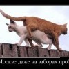 Пробки в Москве Пробки в Москве