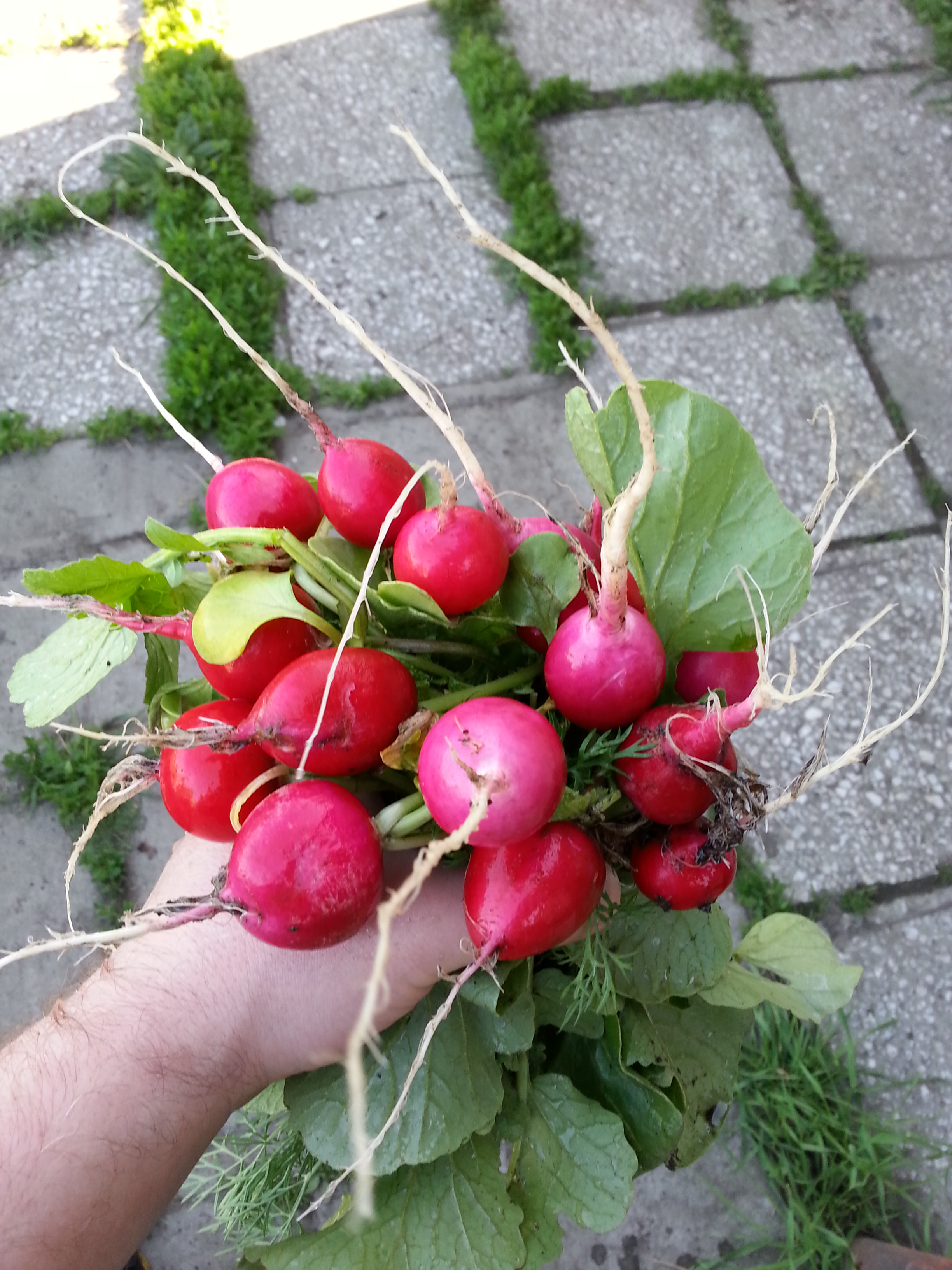 Рука Сирёги коия лютожоско сжымаит редис....сасецкий)))))