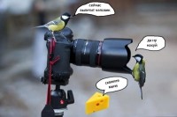 птички и фотег))))) птички и фотег)))))