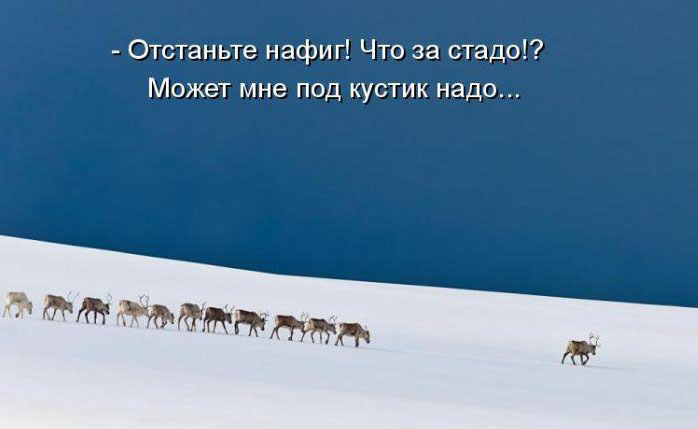 Стадо оленей