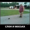 Слон и Моська