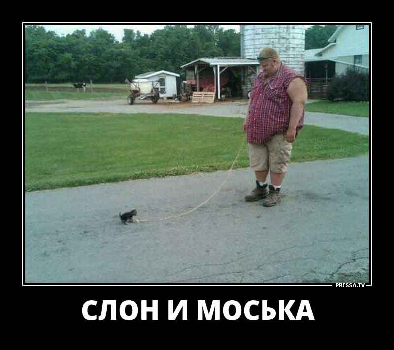 Слон и Моська