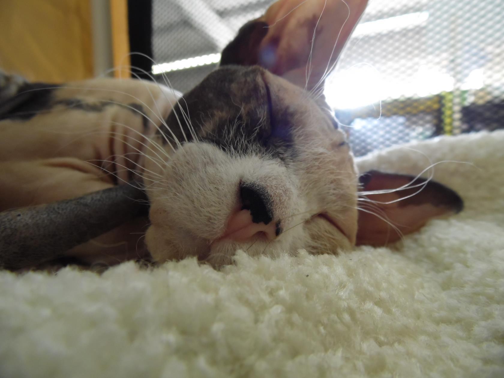 Dalmay Чио Чио Сан