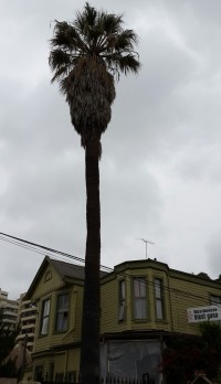 пальма во дворе нашей гостиницы пальма во дворе нашей гостиницы