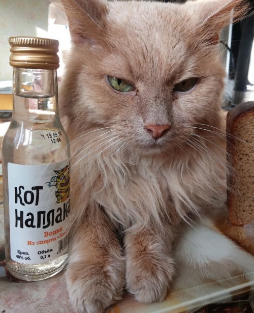 кот наплакал))))))