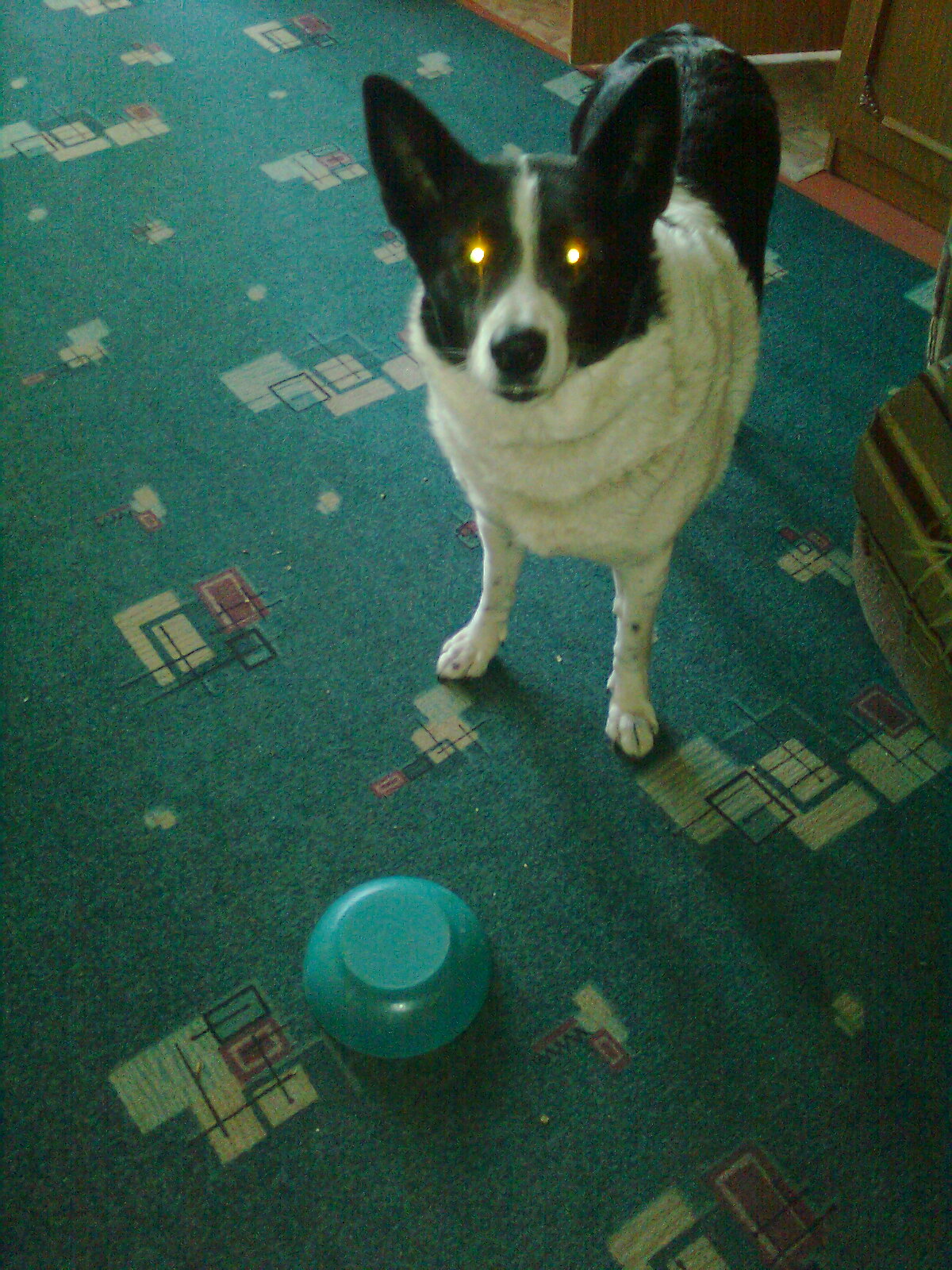 Хозяйка, где еда?! 