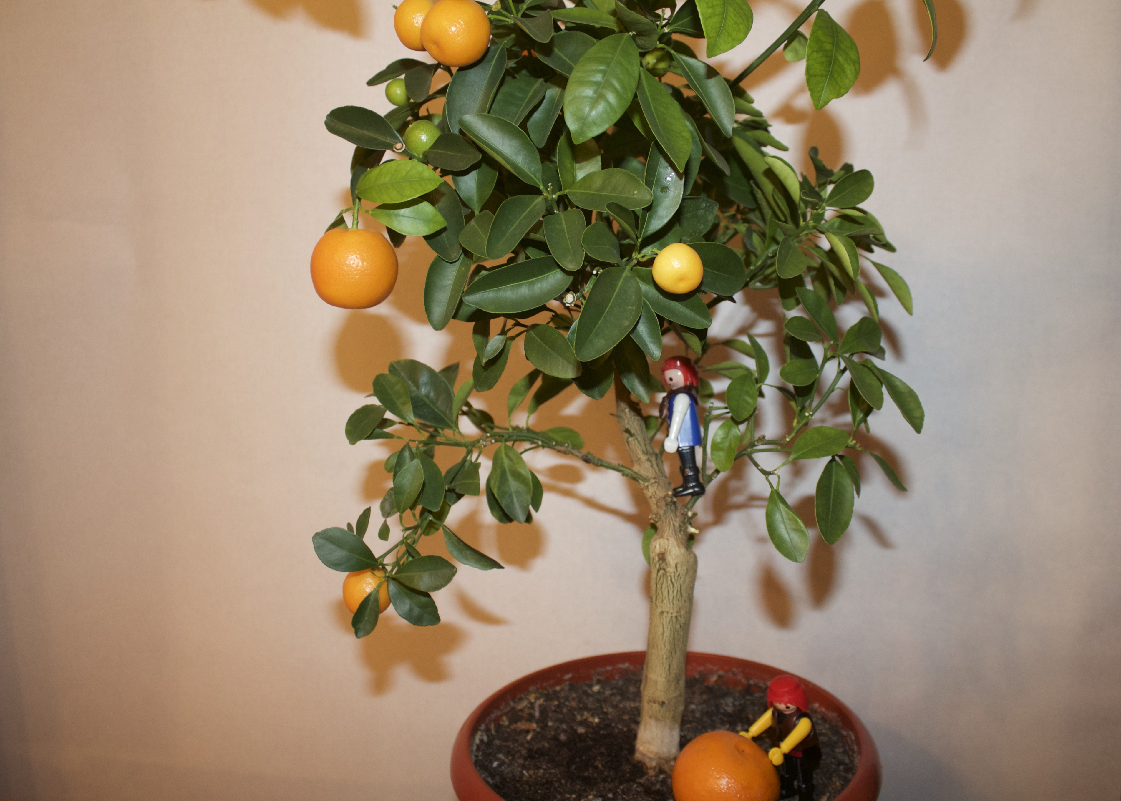 Сбор мандаринов