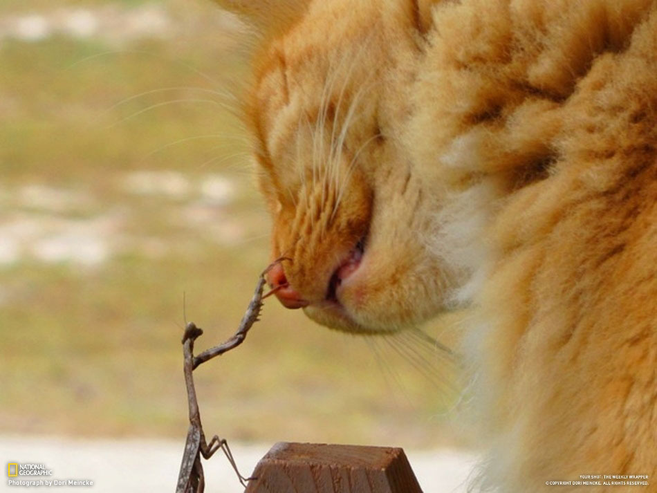 Богомол и кот ))