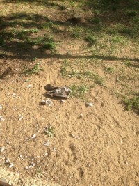 Место голубиной бойни