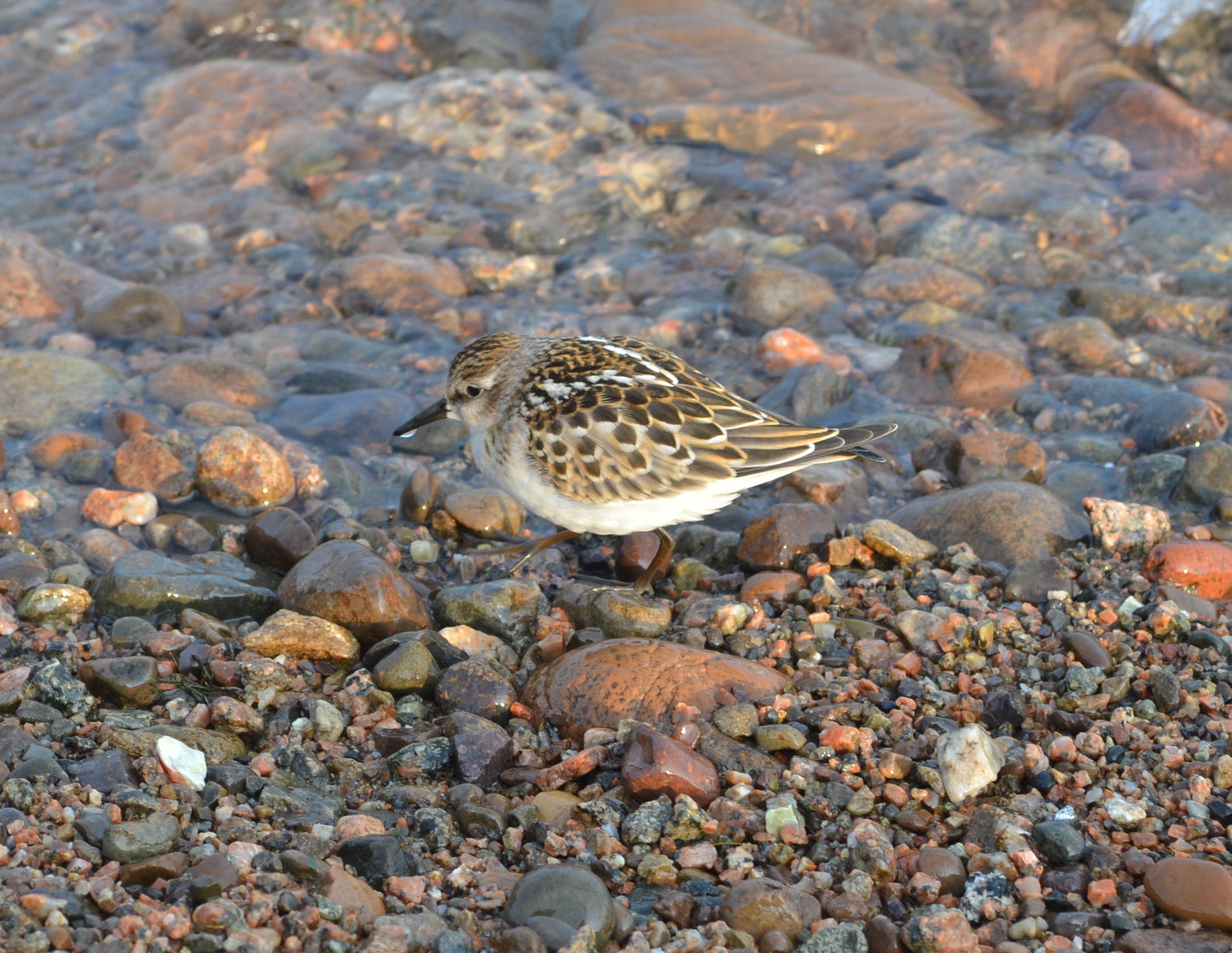 птичка какаято большекотовская)))))))