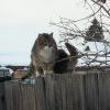 Серёгины пришлые