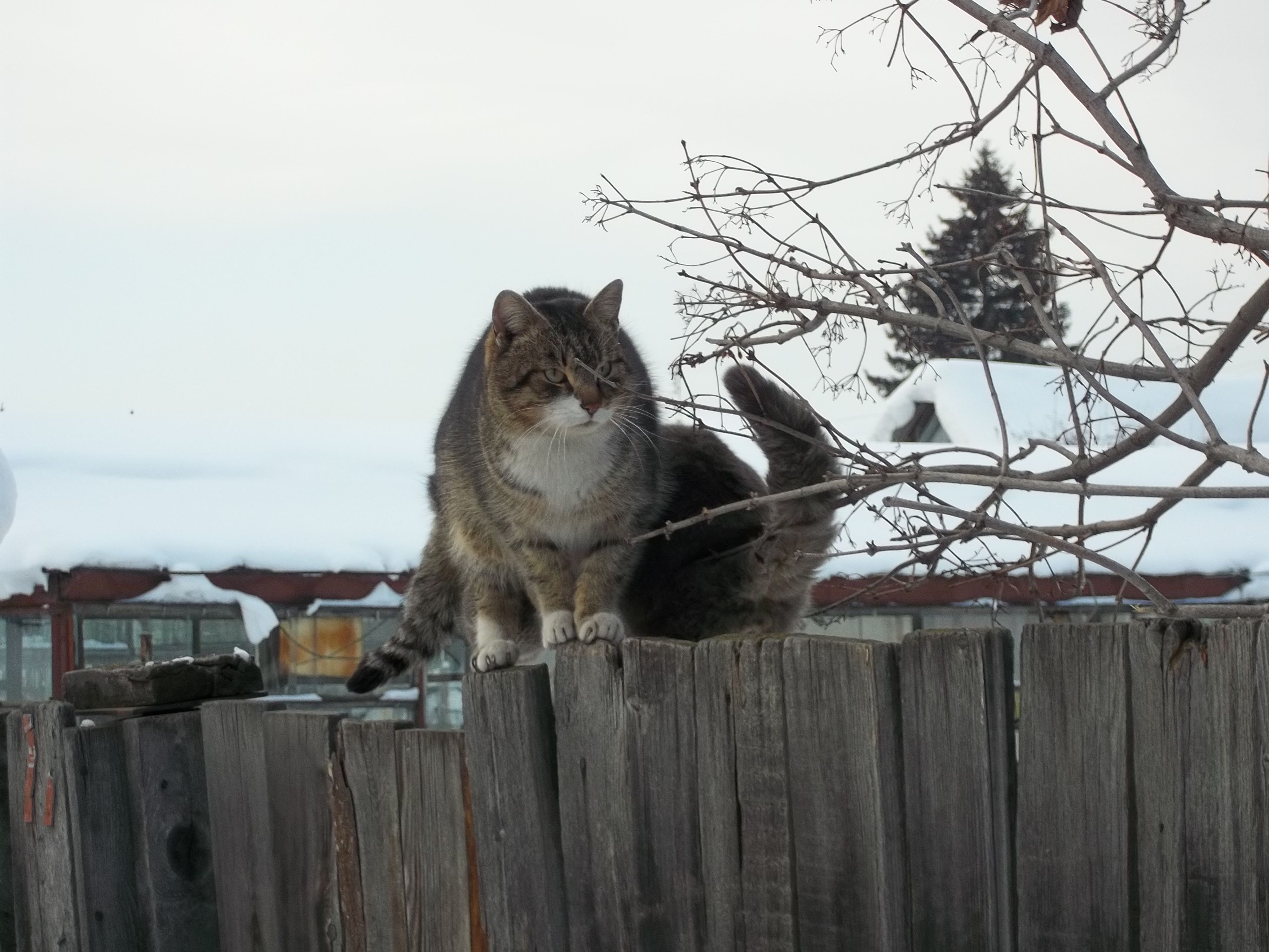 Серёгины пришлые