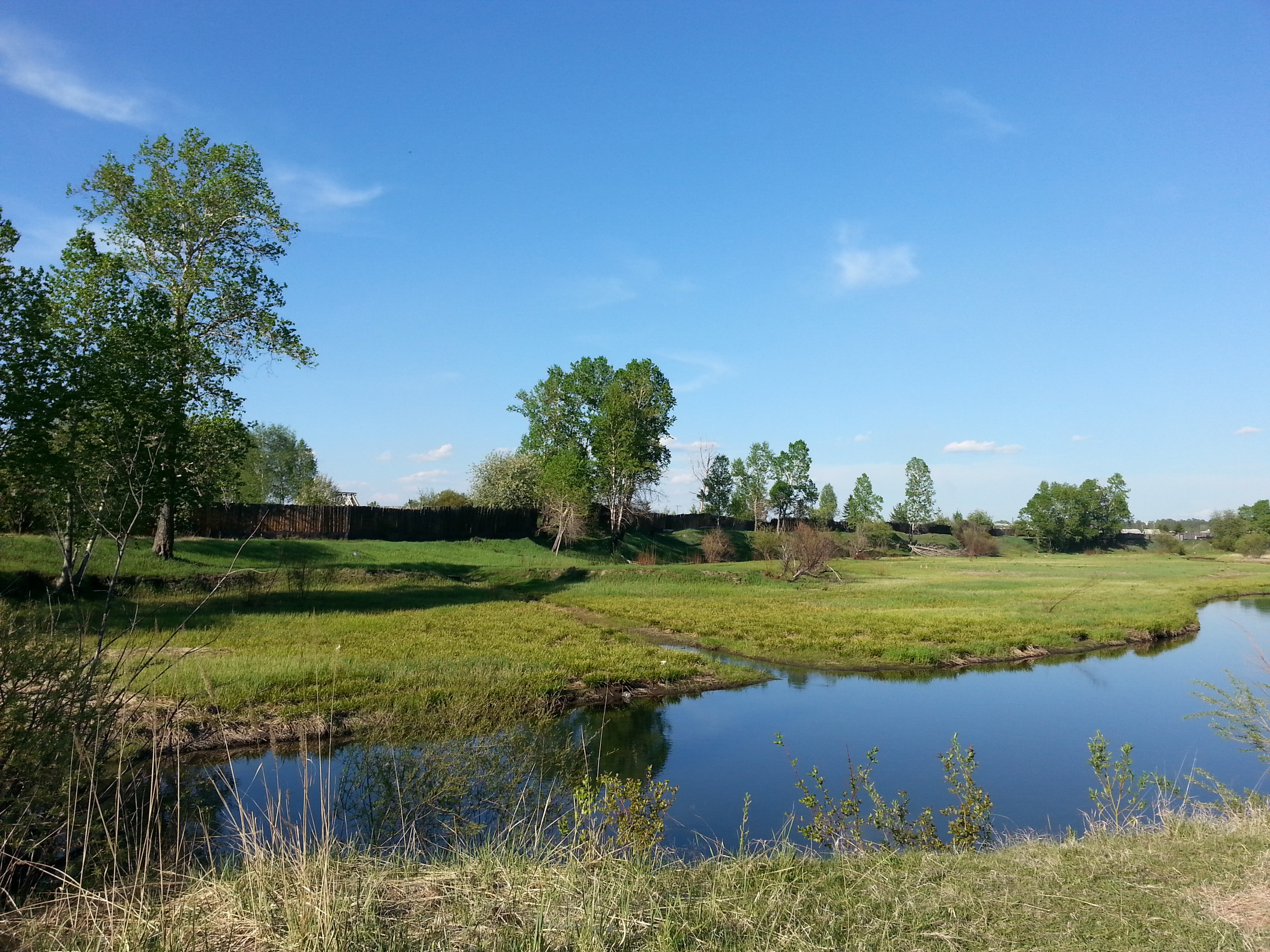 Еловка в июне ))))))