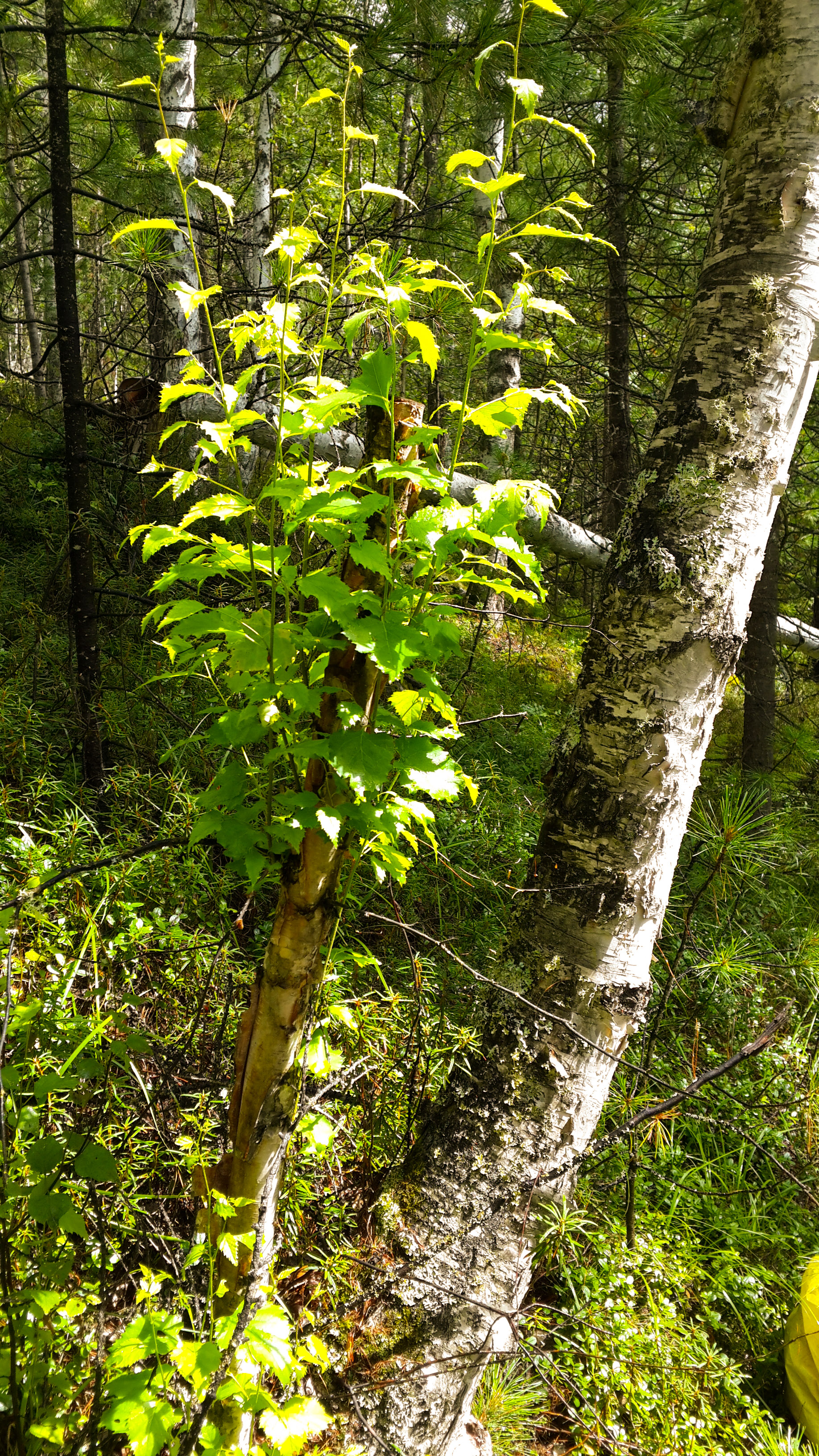 жажда жизни