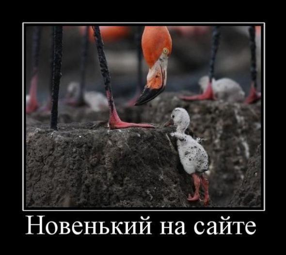 Новенький на сайте
