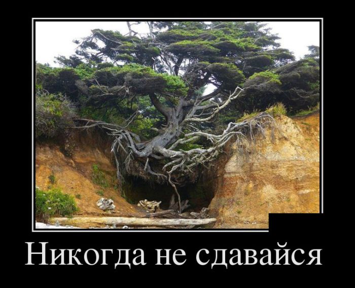 Никогда не сдавайся