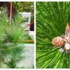 краснополянская елка и ейные шишки