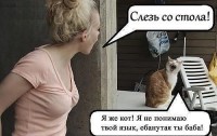 о котах )) о котах ))
