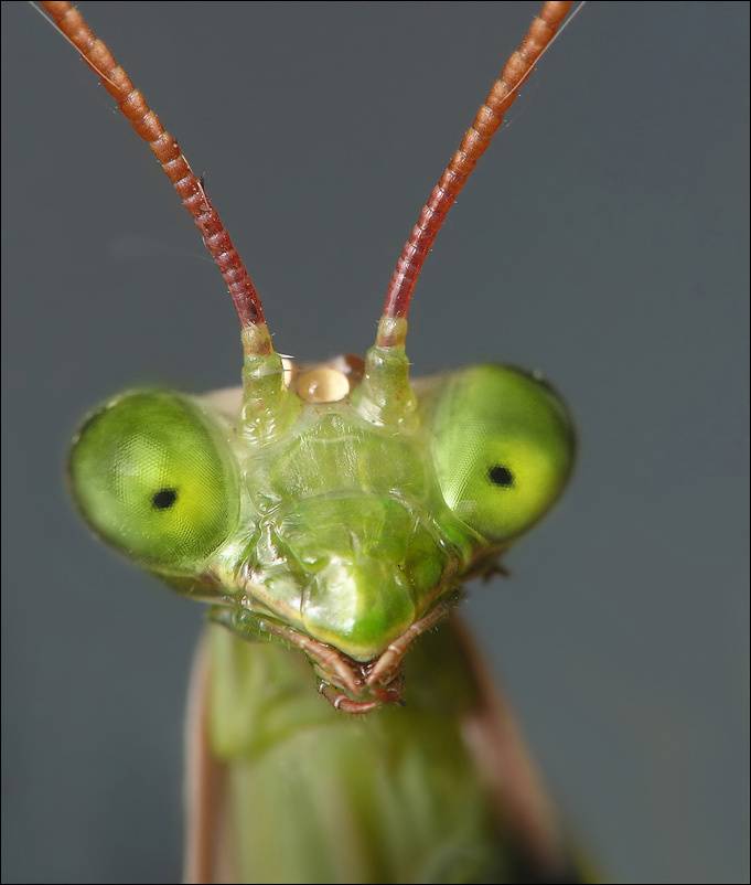 богомол)))))