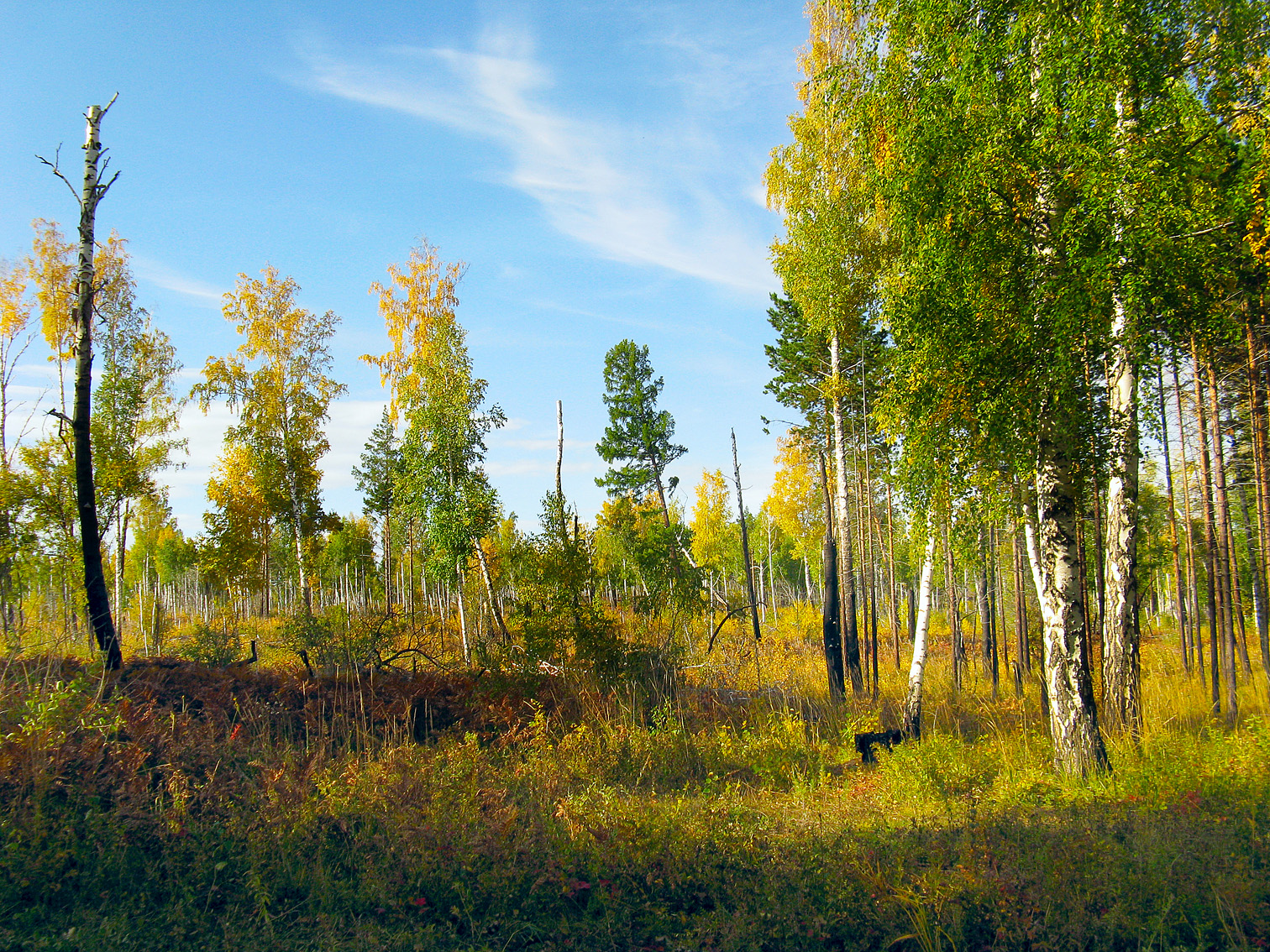 Forest