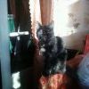 котэ помошник
