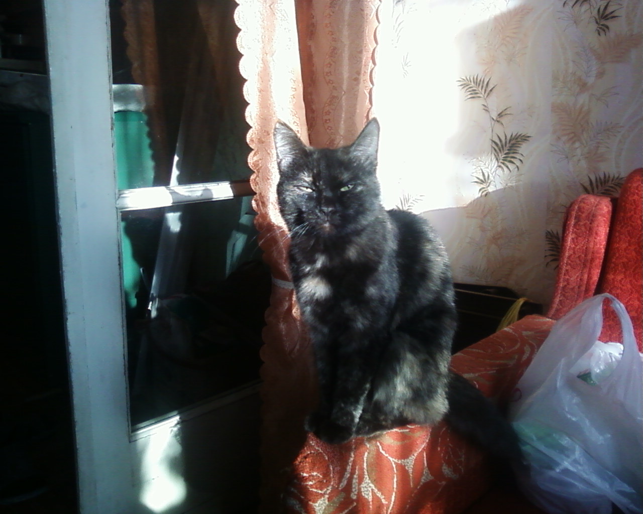 котэ помошник
