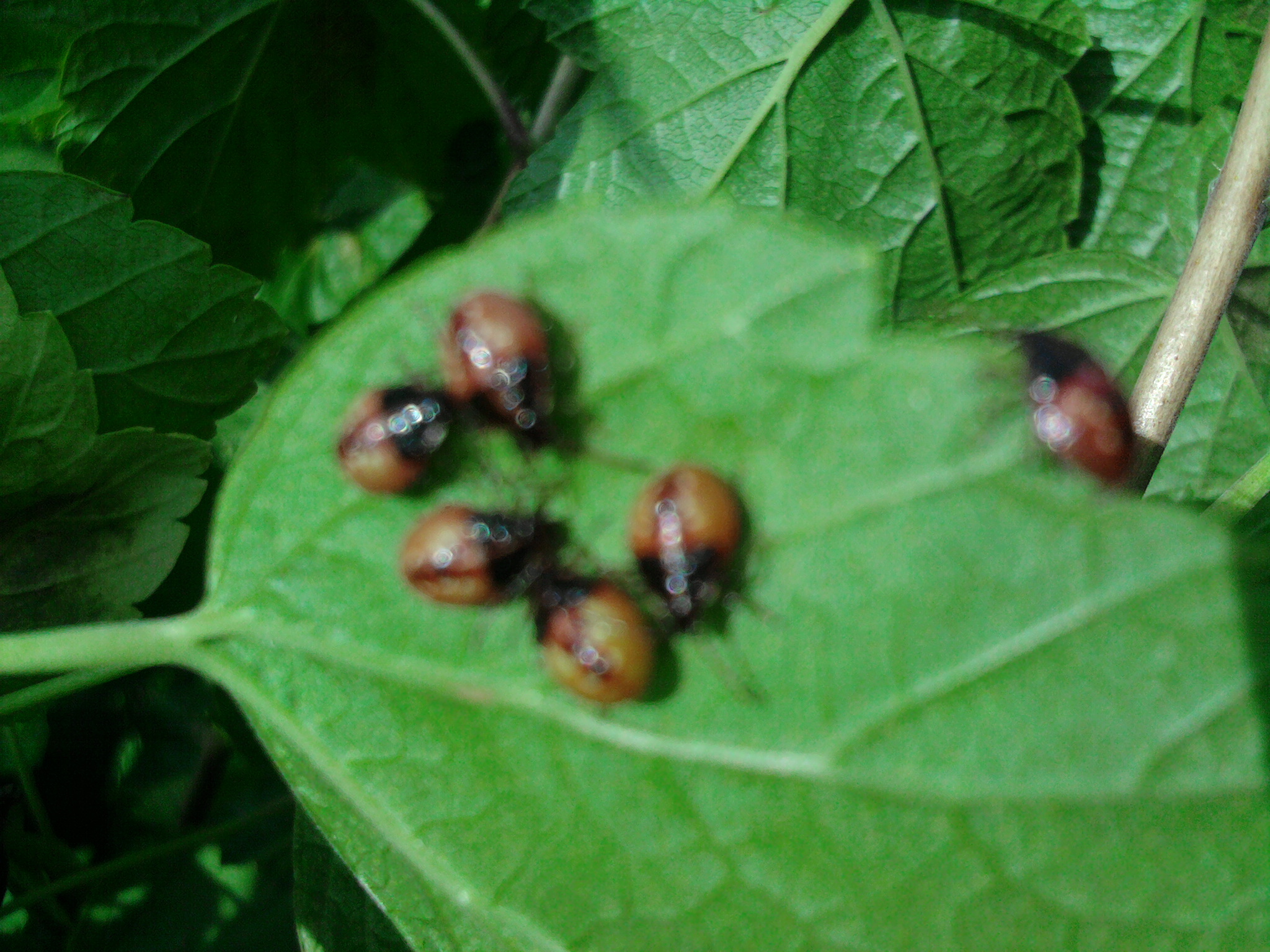 детки божьей коровки