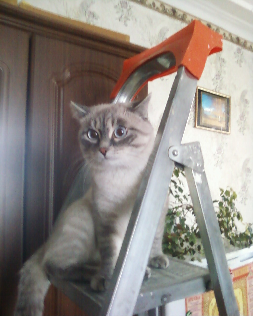 очередной помошник..