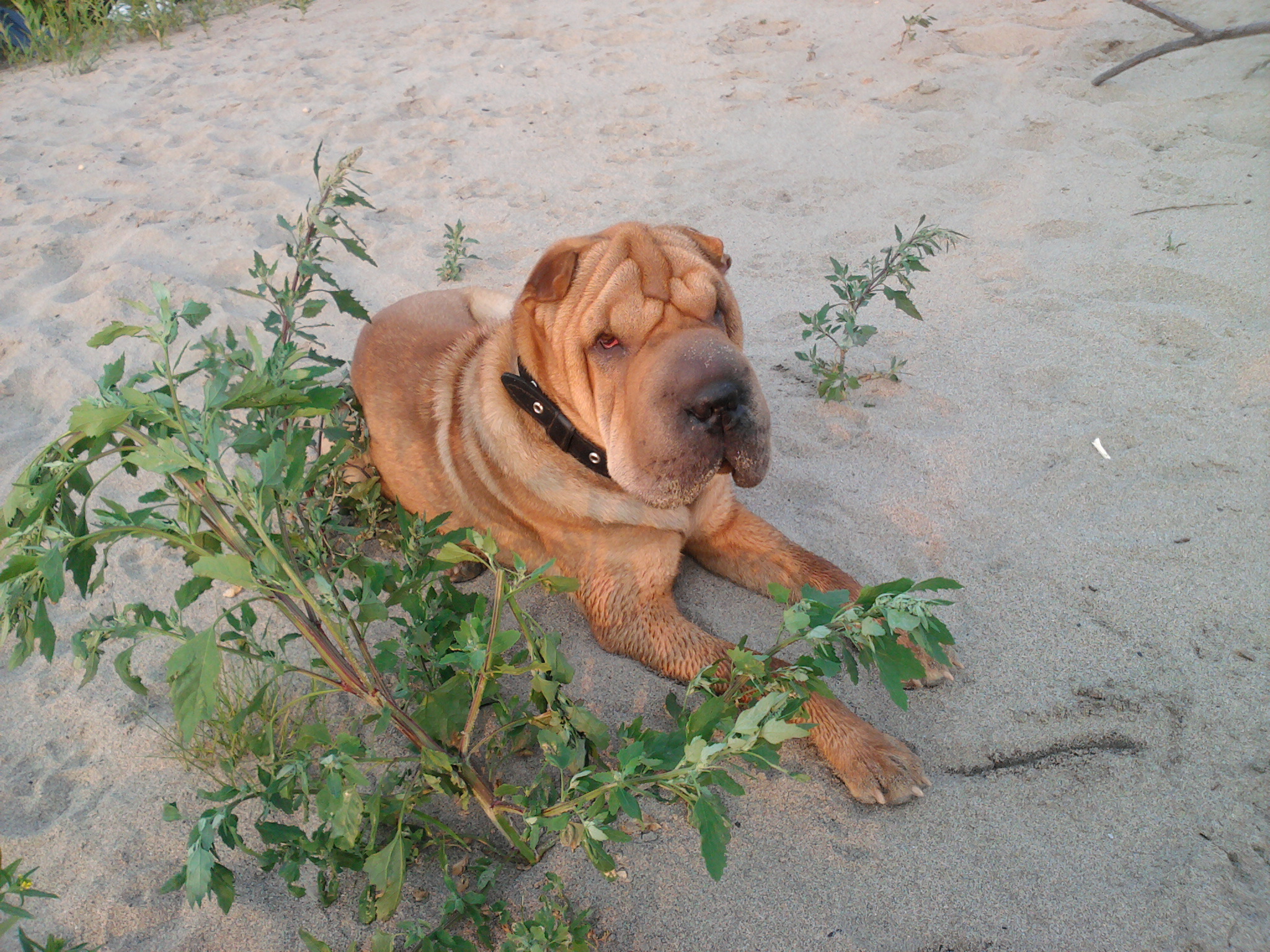 Любимая шарпейка