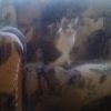 котэ помошник котэ помошник