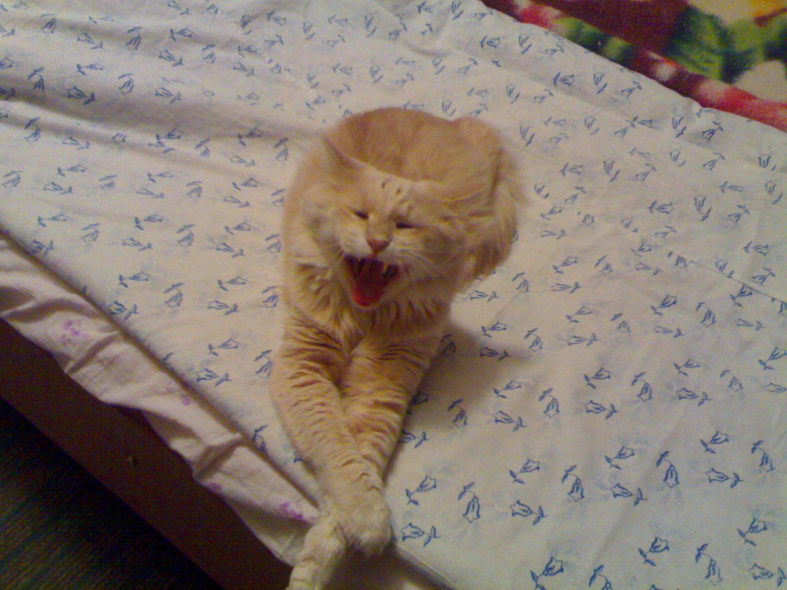 Котя мой песни поёт.