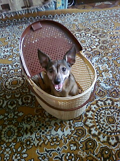 Джонния готова ехать на БАБХУ