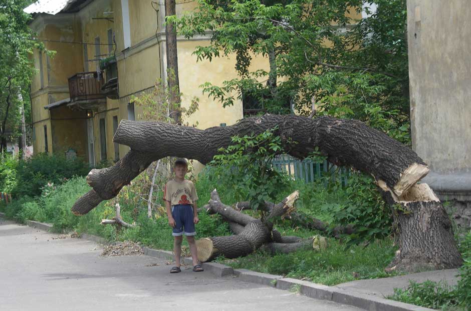 Клен из опасного превратился в смертельно опасный